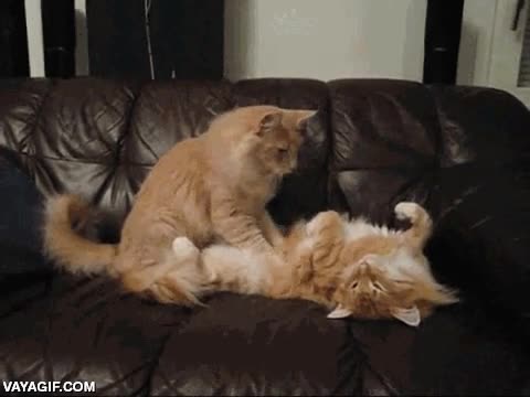 masajista,gato,masaje,el de abajo no puede estar m&aacute;s regalado,sof&aacute;,masajear