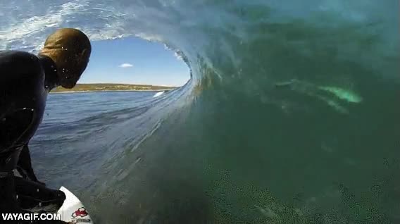 miedo,ola,surf,kelly slater,surfista,tiburon