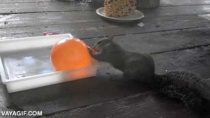 ardilla,globo de agua,morder,explotar,susto,salir pitando