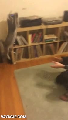 tirarle comida,saltar,a mis brazos,al vuelo,pillar