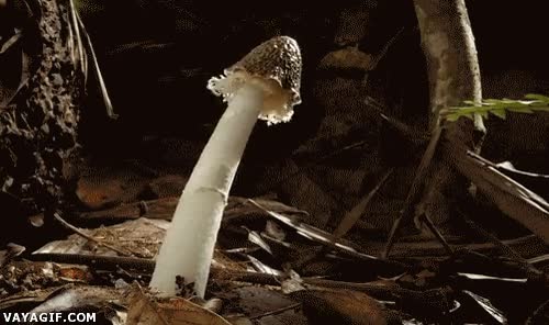 velo,tela,seta,florecer,crecer