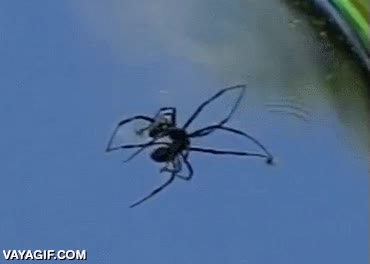 araña,caminar,mercurio,liquido,suficientemente denso para que no se hunda