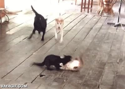 gato,grande,separar,pelearse,perros,gatos,pelea