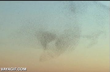 cielo,p&aacute;jaros,formas,bandada