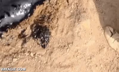 rescatar,perros,cachorros,soldados,pozo,petroleo