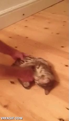 gato,gatito,arrastrar,suelo,tirar,lanzar,jugar