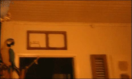 por un segundo pensé que esa cuerda era una serpiente,loros,cacatua