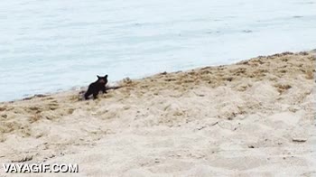 huir,susto,mar,playa,toalla,esconderse,gato,gatito