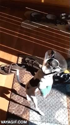 Las dos patas delanteras rotas no conseguirán que este perrito no salga a dar su paseo perro,piernas rotas,patas delanteras,caminar a dos piernas,lampara