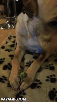 brocoli,crudo,comer,perro,vegetariano