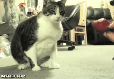 gato,no quiero,ofrecer,no gusta,me voy a dormi,fresas