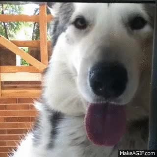 perro,jardín,mirar,ventana,husky,observado