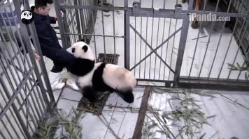 jaula,pandas,osos,agarrar,pierna,cuidador,abrazar