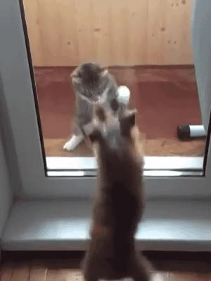 internet,peleas,ventana,cristal,perro,gato