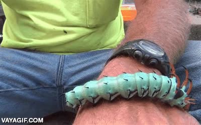 Hickory Horned Devil Caterpillar,oruga,gusano,colores,verde,cuernos