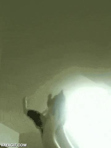 gato,mosca,insecto,gatito,lampara,atrapar,levantar