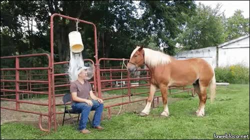 caballo,pisar,cubo,ice bucket challenge