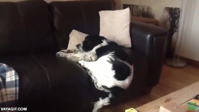 gravedad,perro,sofá,resbalar,al suelo,dormir,susto,siesta