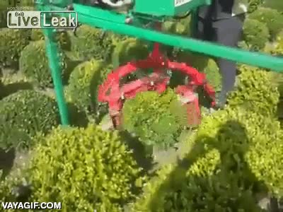 arbusto,forma,cortar,segar,cuchillas,dar vueltas
