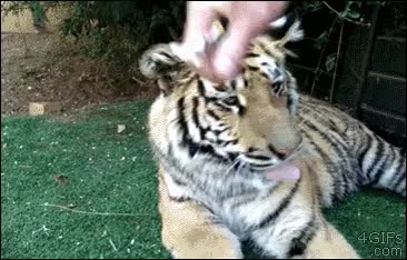 dentista,alicates,arrancar,diente