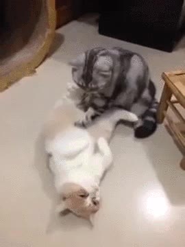 gato,masaje,masajista,masajear,regalado