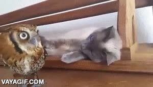 buho,pero dejame en paz,gato,trollear,molestar,golpecitos