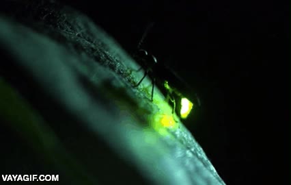 luciernaga,brillar,cola,luz