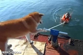 perro,fiel,amo,agua,desatar,salvar,cuerda,troll,rescate