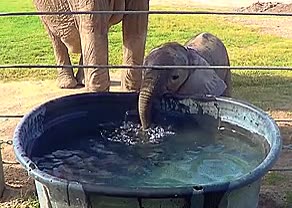 adorable,elefante,elefantito,cria,jugar,agua,burbujas,trompa