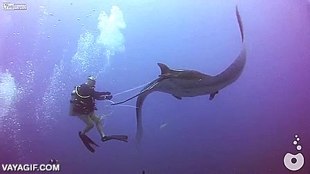 manta gigante,pedir ayuda,ayudar,desenredar,hilo de pescar