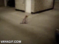 perro,carton,efecto optico,frenar,trollear,reducir velocidad