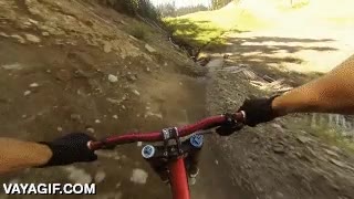 Lo típico que te puedes encontrar haciendo descenso en mountain bike un oso,descenso,bicicleta,si te caes justo ahí estás listo,MTB