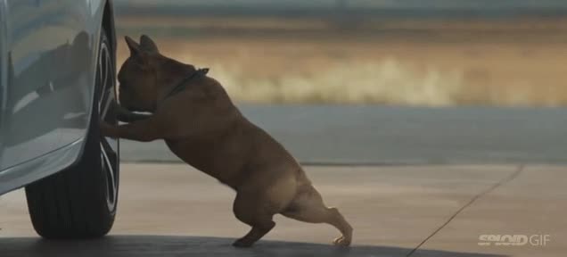 bulldog frances,estirar,estiramientos,rueda,coche,perro