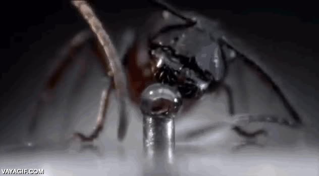 hormiga,beber,agua,gota,primer plano,macro,sed