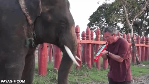 elefante,tocar,flauta,teclado,viento,instrumento