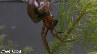 ara&ntilde;a,construir,submarinista,insecto,bajo el agua