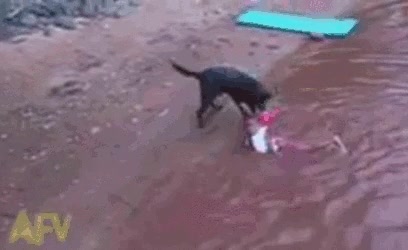 El niño sólo quería darse un baño, el perro entendió que se ahogaba y p'afuera perro,rescate en contra de su voluntad,rescatar,niño,bañarse,baño