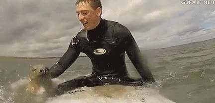 ¡Yo también quiero hacer surf! ¡Pues venga, sube que te llevo! foca,leon marino,subir,tabla,surf,montar,surfista