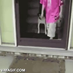 puerta,sin cristal,imposible,cruzar,abrir,niña,perro