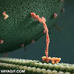celulas,proteina,kinetica,moverse,caminar,avanzar,transportar,nivel molecular