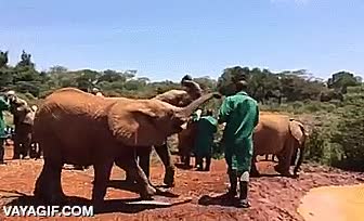 elefante,peque&ntilde;o,cachorro,empujar,biber&oacute;n,que te meto primo,pues pal charco