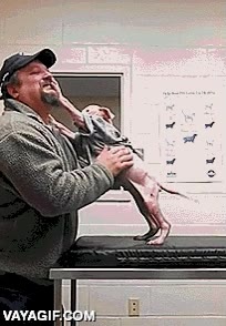 tenemos tanto que aprender,perro,cachorro,pitbull,reencuentro,agradecimiento,agradecido