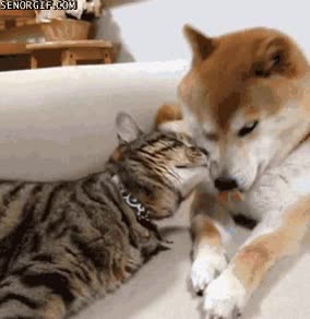 perro,gato,shiba,akita,mimos,amigos