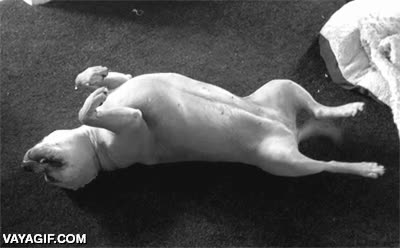 perro,hacerse el muerto,movimiento histerico de cola,mover