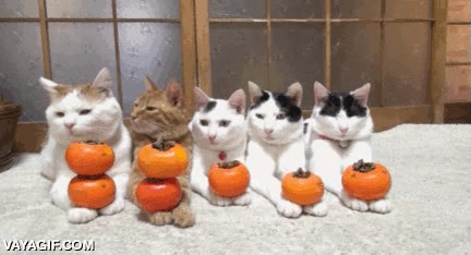 aburrido,pasar,adiestrado,equilibrio,gatos,rollo