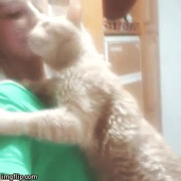 Enlace a Mi gato es amor 