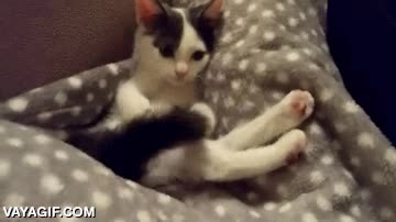 gatito,jugar,adolescentes