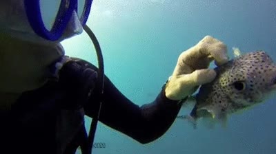 pez,fugu,pez globo,acariciar,amigo,submarinista,buceador