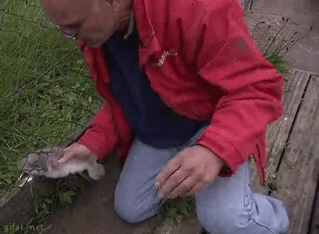 cisne,cria,atrapado,valla,salvar,exigencias