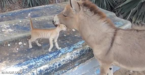 Enlace a El día que Napster y eDonkey se hicieron amigos